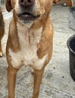 LEXA - sehr sozial und freundlich - Weilheim (Oberbayern)