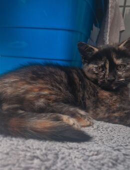 Kitten zu verkaufen - Salzgitter