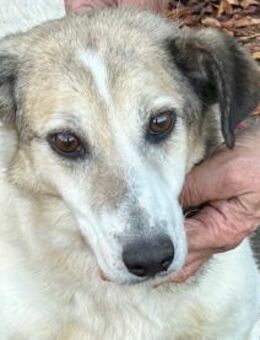 Smirre - ❤️ruhig u. sehr verschmust❤️❤️ - Lohra