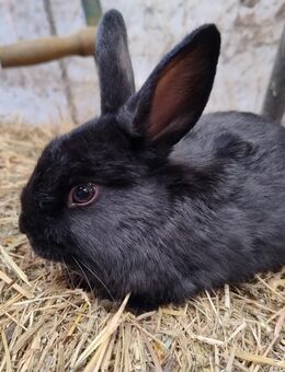 Kaninchen Zwergkaninchen Bock - Högsdorf