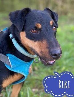 Riki - ein schlimmes Schicksal - Flörsheim-Dalsheim