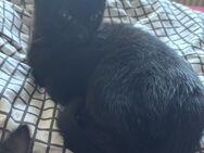 Katzen kitty zu verkaufen - Berlin Marzahn-Hellersdorf