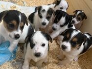Unser Parson Russell Terrier Wurf ist da! - Schloß Holte-Stukenbrock