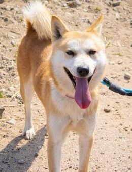 Boly sucht ein Zuhause oder PS ♥ - Ebstorf (Klosterflecken)