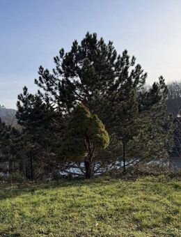 Entkerntes Einfamilienhaus mit Einliegerwohnung in Coburg! - Coburg