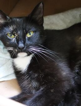 Biete 2. Katzen Babys 1. Mädchen und 1. Junge - Duckow
