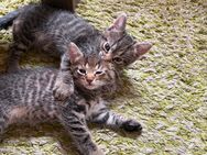 Kitten - Buttstädt Zentrum