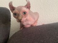 Hübsche Sphynx Baby Katze - Berlin