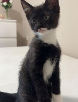 Schnellstmöglich 2 liebevolle Katzen zum Abgeben mit Zubehör - Hamm