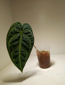 Anthurium Regale Cutting - Rietberg