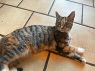 Katze 5 Monate sucht Zuhause - Nottuln