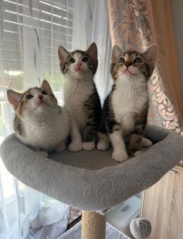 Süße Katzenbabys suchen ein liebevolles Zuhause 🏡 - Olsberg