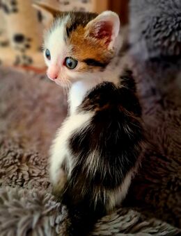 🐱Katzenbabys 5 Wochen 🐱 - Saarbrücken