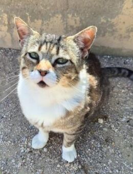 Charaktervoller Kater Tristan - Karlsruhe