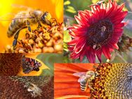 Bunte Sonnenblumen Samen Mischung Sonnenblumensamen Sonnenblumenmischung Samenmischung Blühfarben gelb rot orange verschieden große Blüten Bienenmagnet bunte Mischung Sonnenblume Mix kleine große mehrfarbige einfarbige Muttertag Geschenk Saat - Pfedelbach