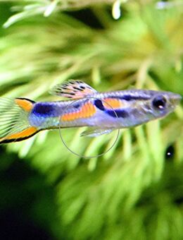 Wildguppy, Endler, reinerbig - Mechernich