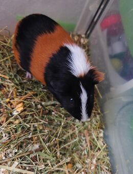 Meerschweinchen Bock - Wittenberg (Lutherstadt)