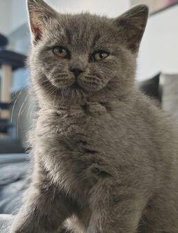 BKH Kitten Blue/Auszugsbereit zu sofort - Hamburg