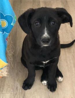 Amaya sucht dringend Familienanschluss - Laatzen