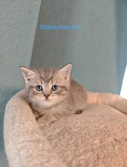 Abgabebereit 2 reinrassige Britisch Kurzhaar Kitten - Welzheim