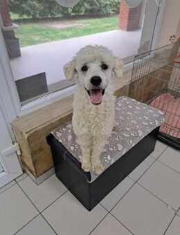 Converse, lieber Pudeljunge geb.2023 - Remagen