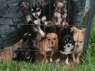 Chihuahuas suchen neues Zuhause - Haunsheim