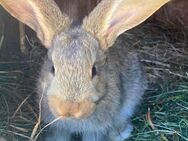Kaninchen abzugeben - Leopoldshagen