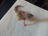 Ich verkaufe 1 Leopardgecko Dnz von Juni 24 . - München