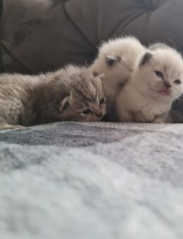 3 verschmuste BKH Kitten - Ravensburg Zentrum