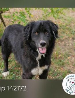 Chip 142172: Sucht ein Zuhause - Kirchzell