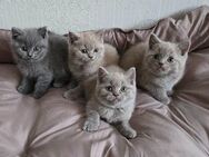!GEIMPFT! 4 reinrassige BKH Kitten Katzen 3 Mädchen und 1 Junge - Hamm Zentrum