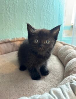 XXL Maine Coon Britisch Kurzhaar Kitten - Wartmannsroth