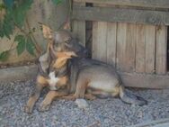 Benji❤️sucht Pflege- oder Endstelle - Rott (Inn)