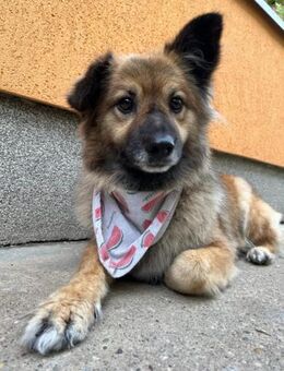 Souveräne Fiona sucht Zuhause - Chemnitz