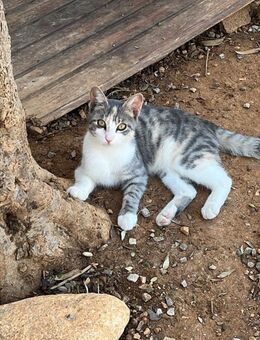 Soju aus dem Tierschutz - Grevenbroich