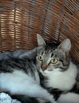 Connor sucht einen Kumpel zum Toben - Geldern