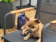 Chihuahua Hündin - Schwarzhofen