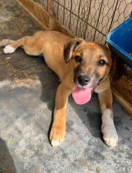 🐶 Welpenmädchen Maisie sucht dich! 💛 - Eislingen (Fils)