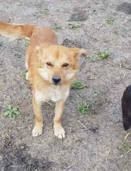 TANNER♥ gerettet aus Tötung Slatina - Uetze