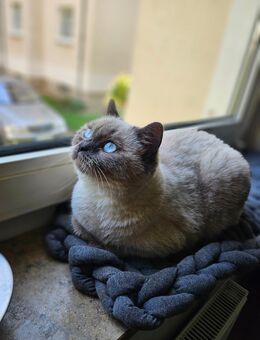 BKH Kitten/Katze Farbe blue-point (Kastriert) - Witten
