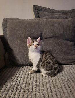 Bengal Mix Kitten Kater Katze - Cuxhaven