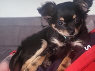 Chihuahua zu verkaufen - Calden