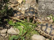 Nachzuchten Breitrandschildkröten (Testudo Marginata) 2017 - Königsbrunn