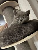 Bkh Kitten reinrassig ♥️ in 30823