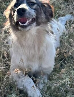 VAIANA - verspielt und voller Liebe - Weilheim (Oberbayern)