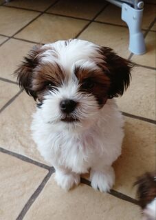 Shih Tzu und Malteser Junge