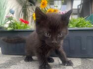 Katze 13 Wochen alt, - Molzhain