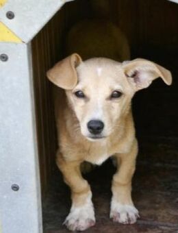 Cricket ist sehr offen und so fröhlich! - Karben