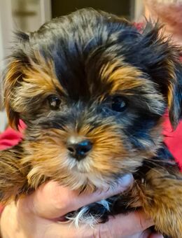 Yorkshire Terrier Welpen - Schwarzenbach