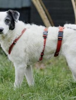 Liebenswerte Samira wünscht sich Familie - Neuss